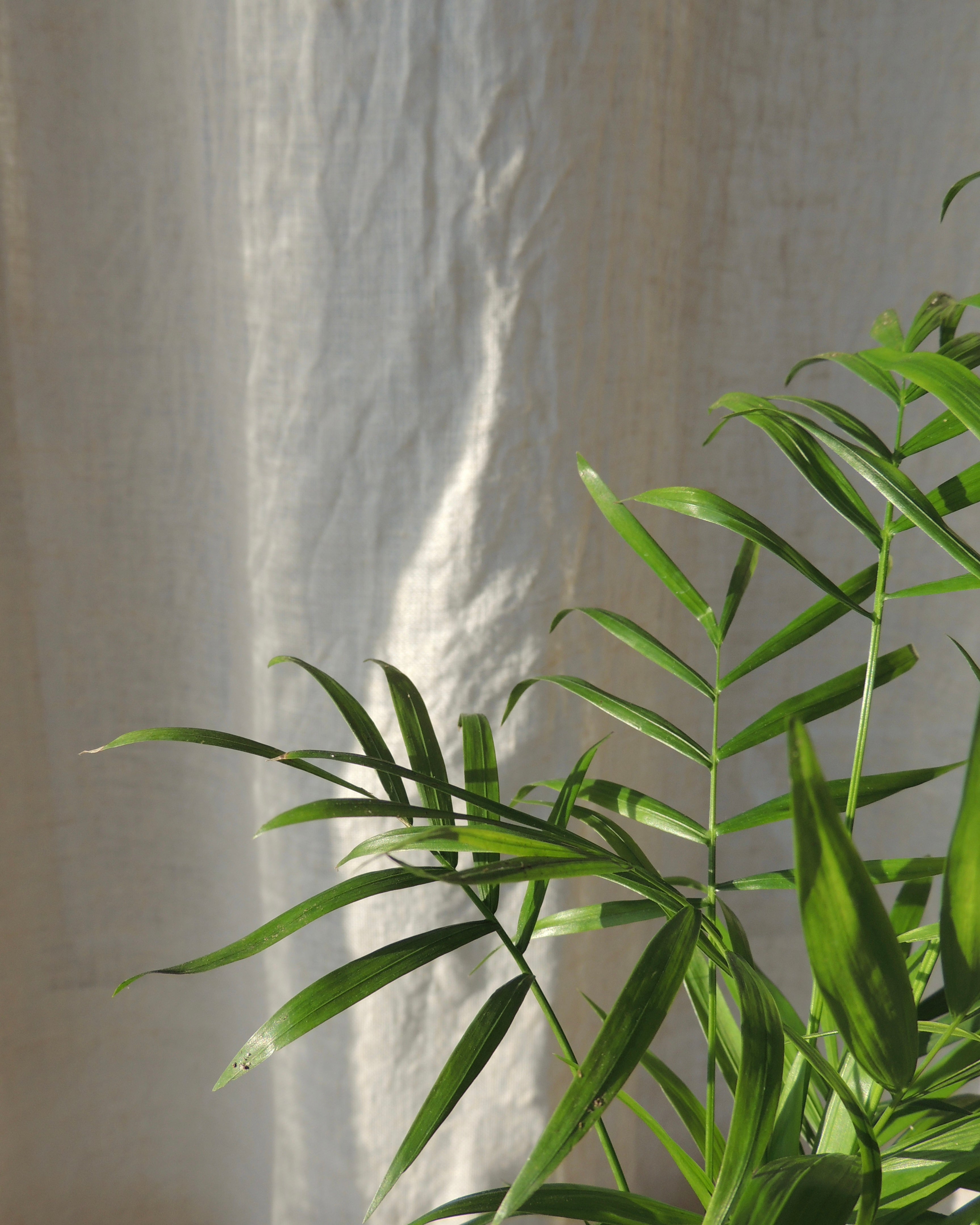 Parlor Palm Kokedama