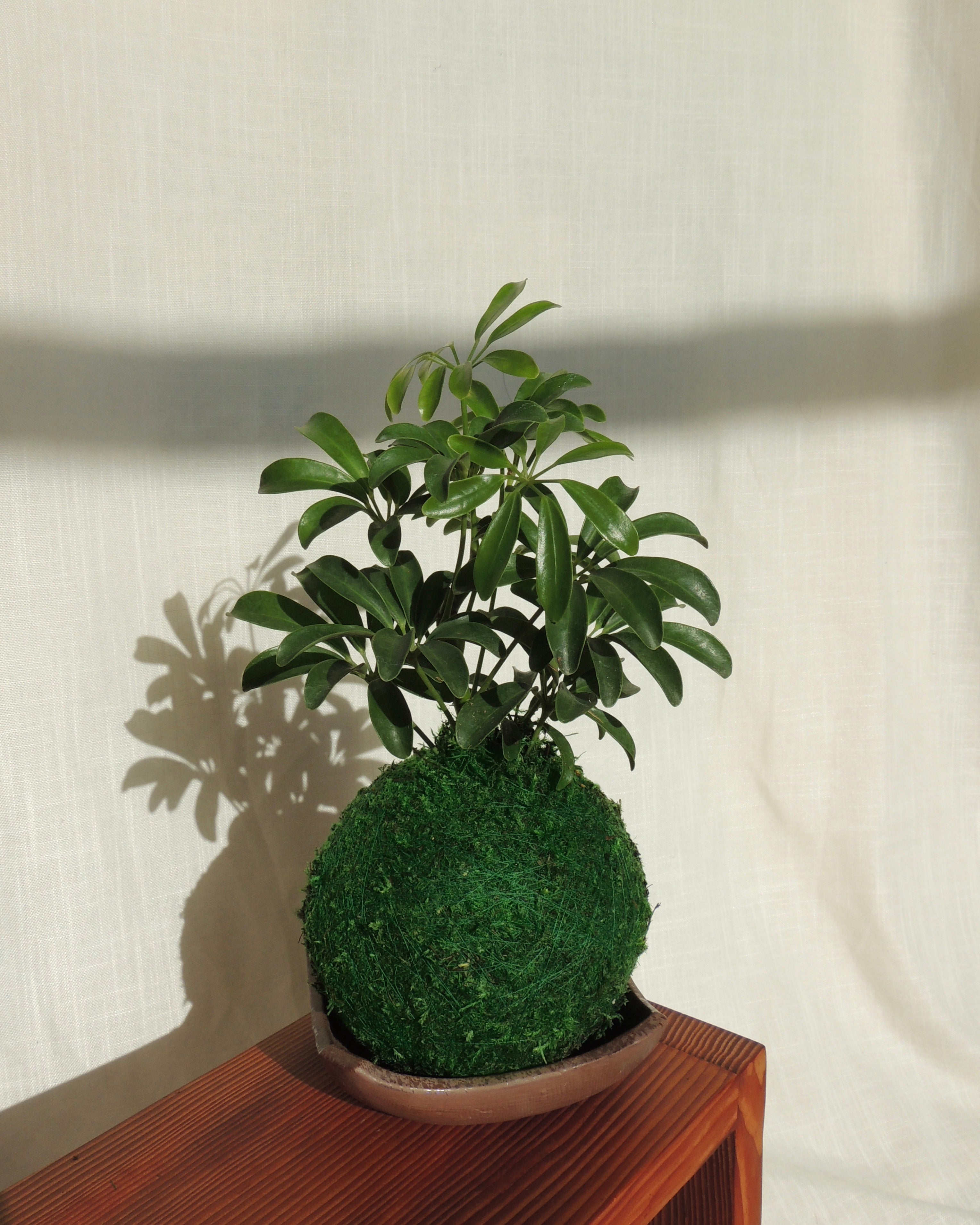 Schefflera Kokedama