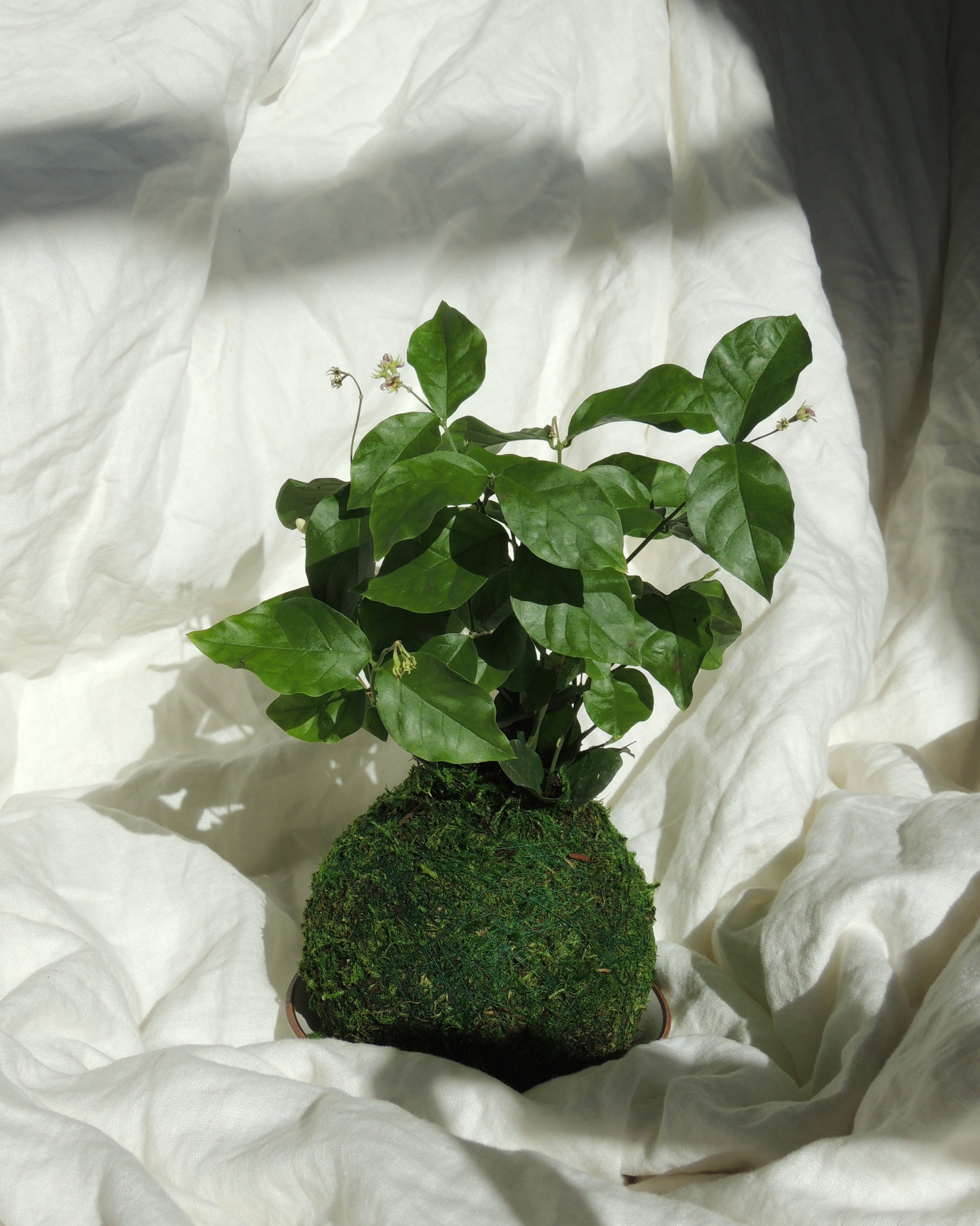 Jasmine Kokedama