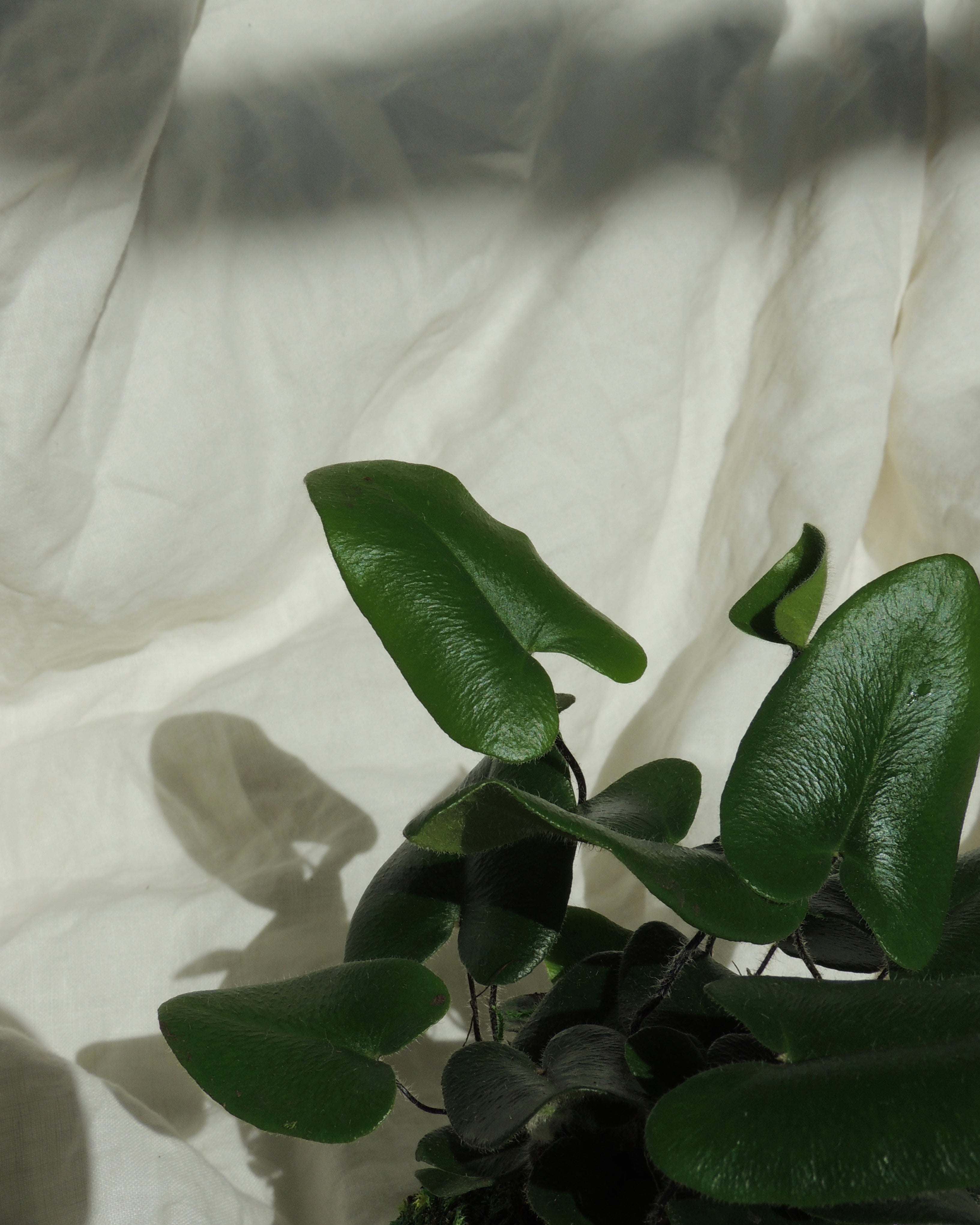 Heart leaf Fern Kokedama