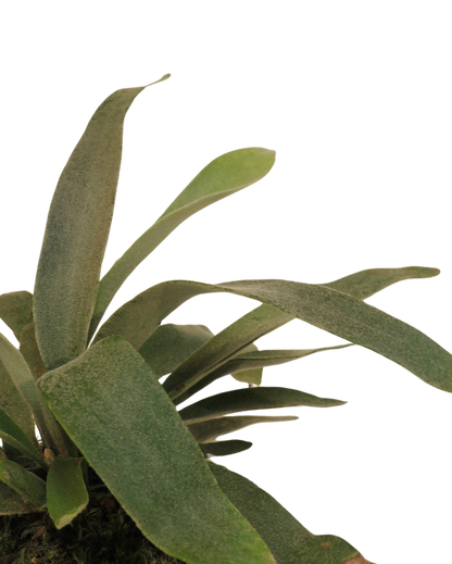 Staghorn Fern Kokedama