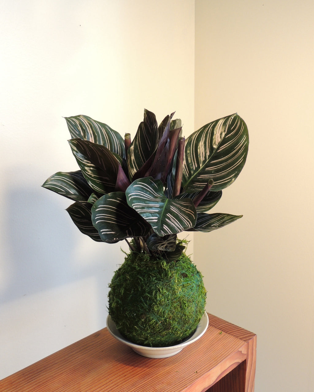 Calathea Ornata Kokedama