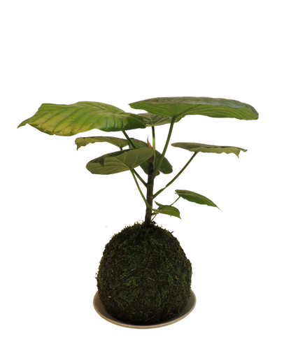 Ficus Umbellata Kokedama