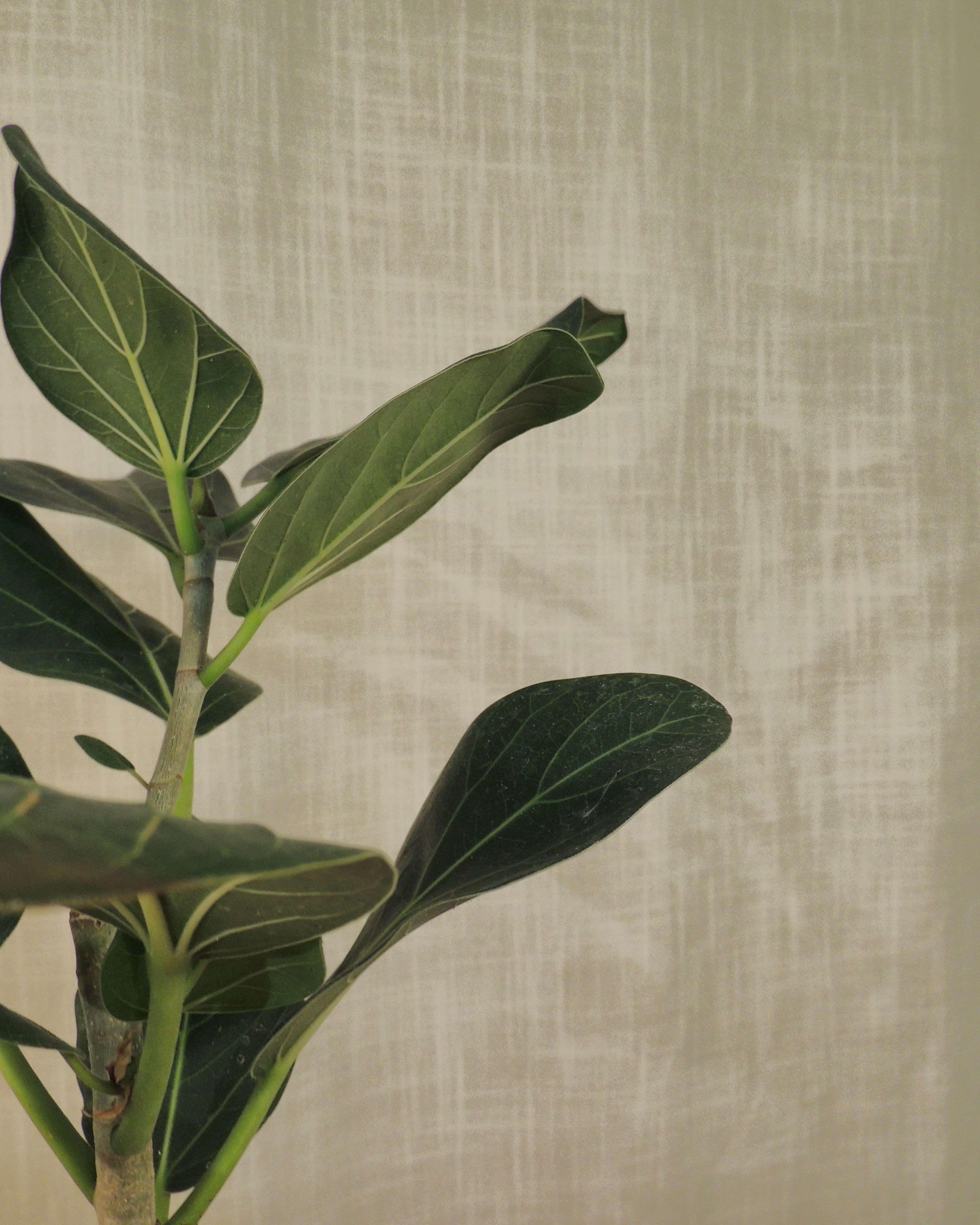 Ficus Audrey Kokedama