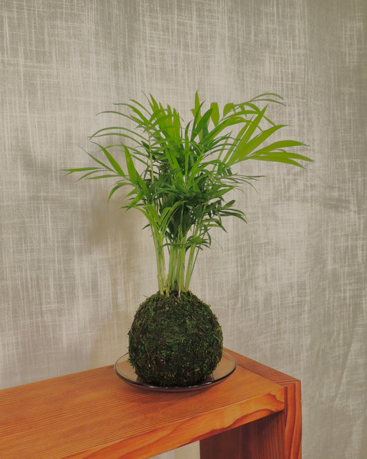 Parlor Palm Kokedama