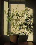 Olive Tree XL