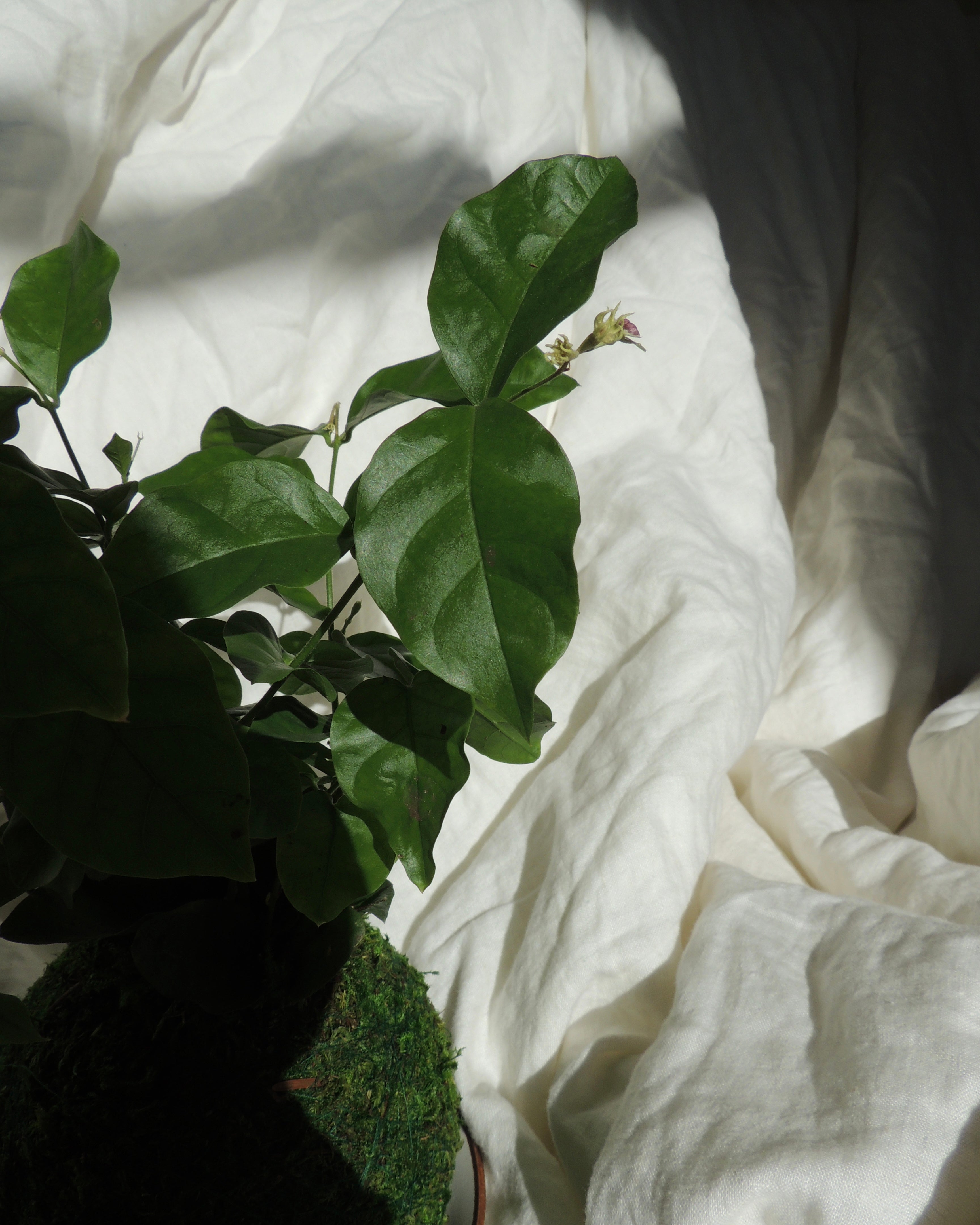 Jasmine Kokedama