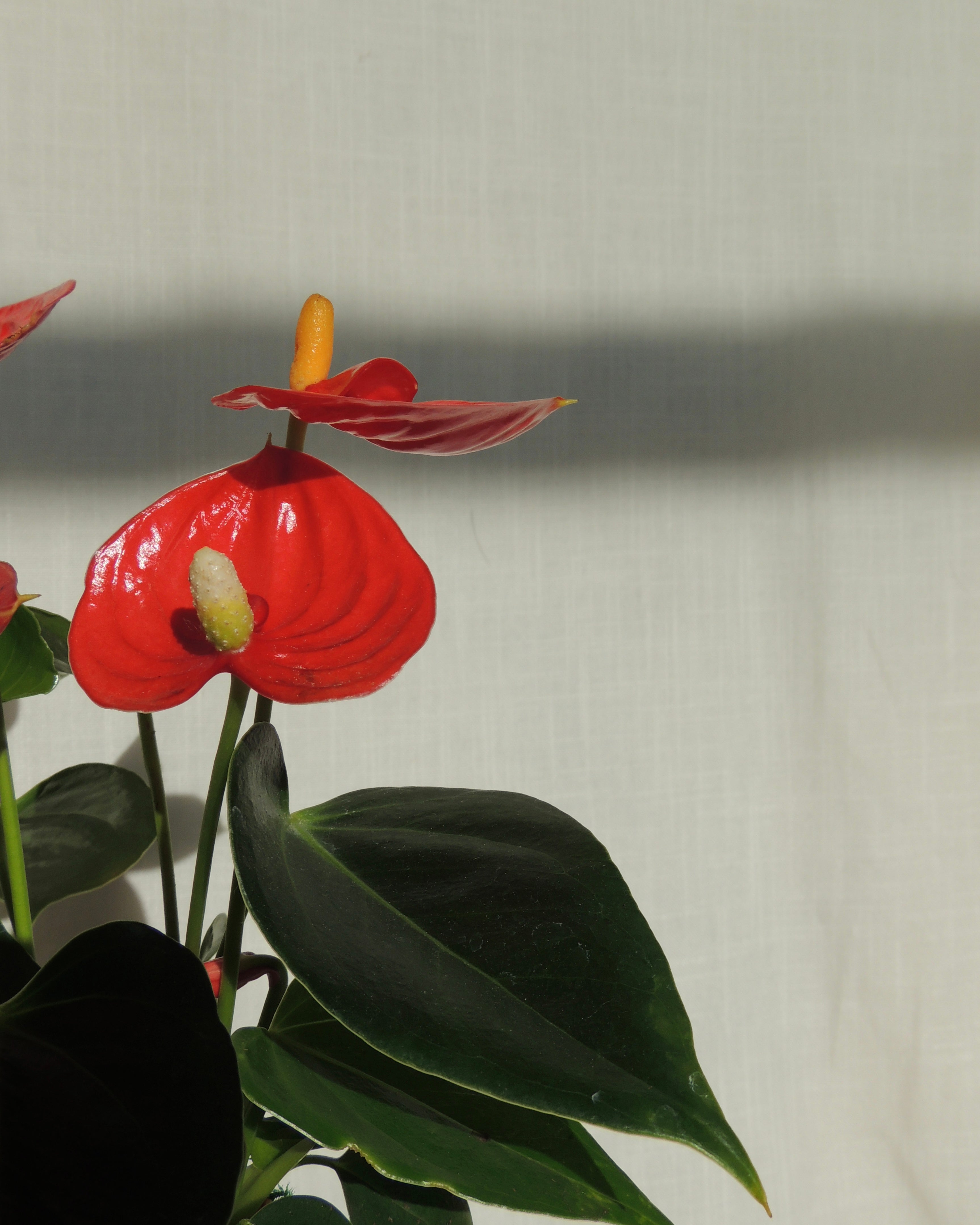 Anthurium Kokedama