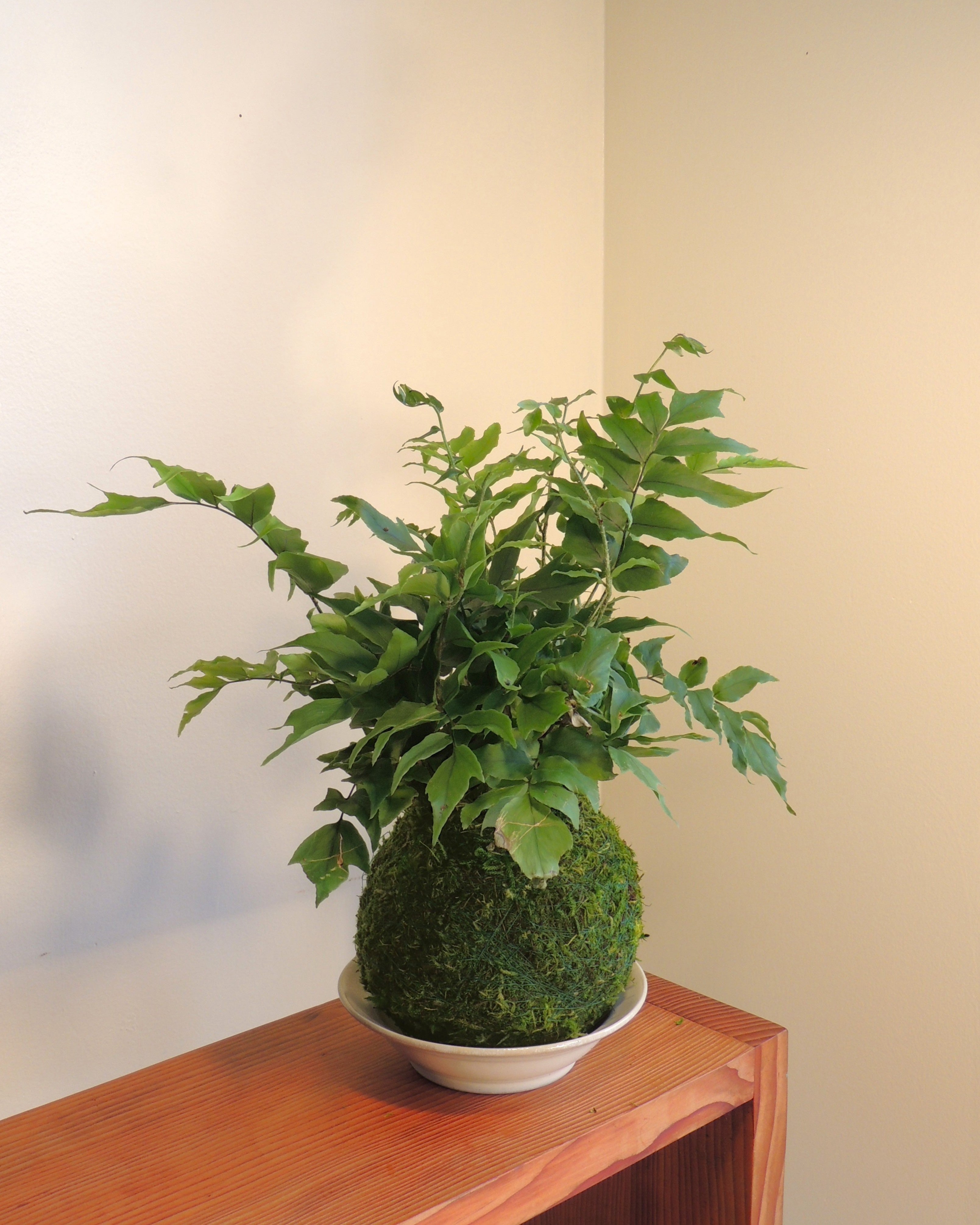 Japanese Holly Fern Kokedama