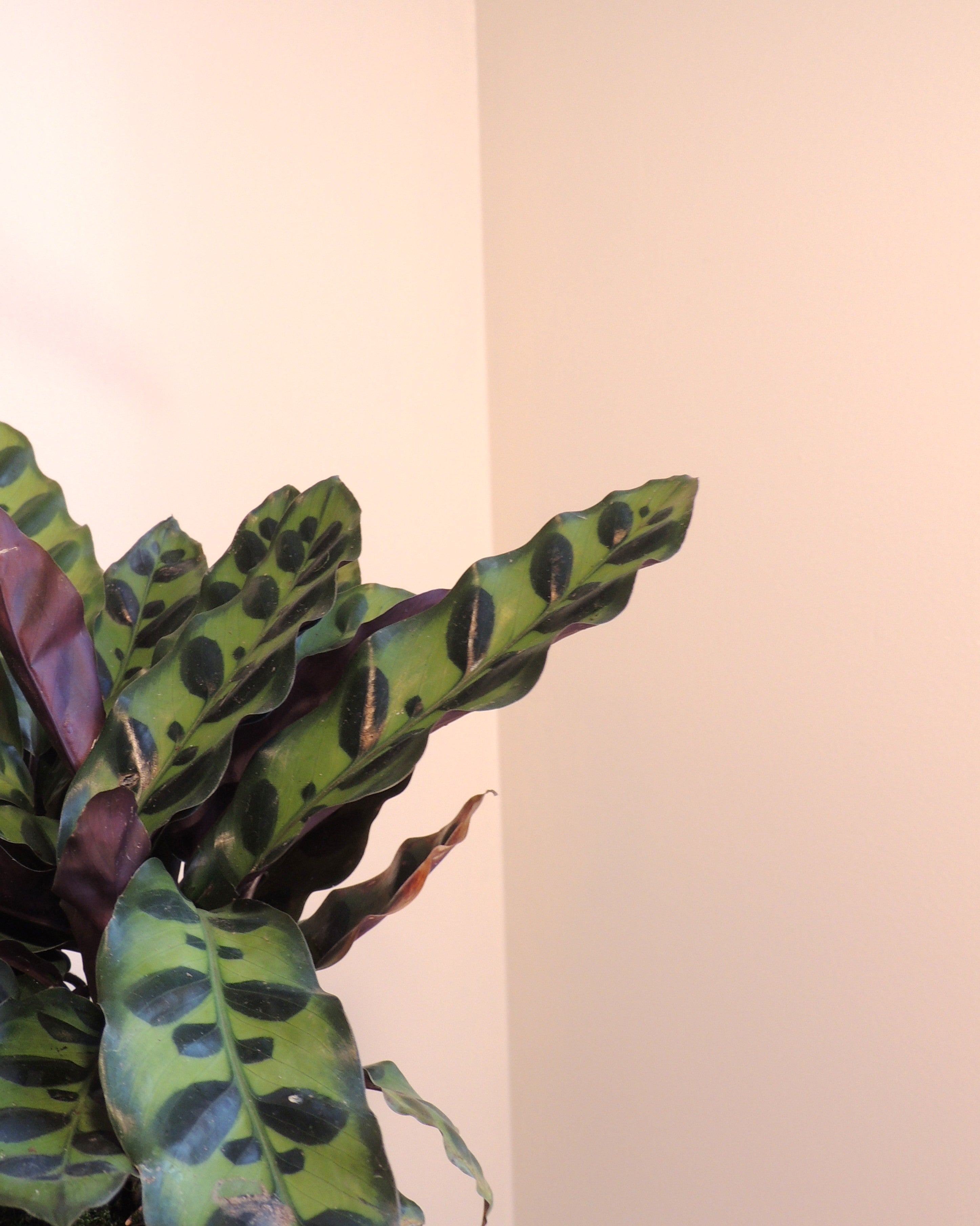 Calathea Lancifolia Kokedama