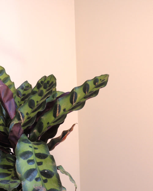 Calathea Lancifolia Kokedama