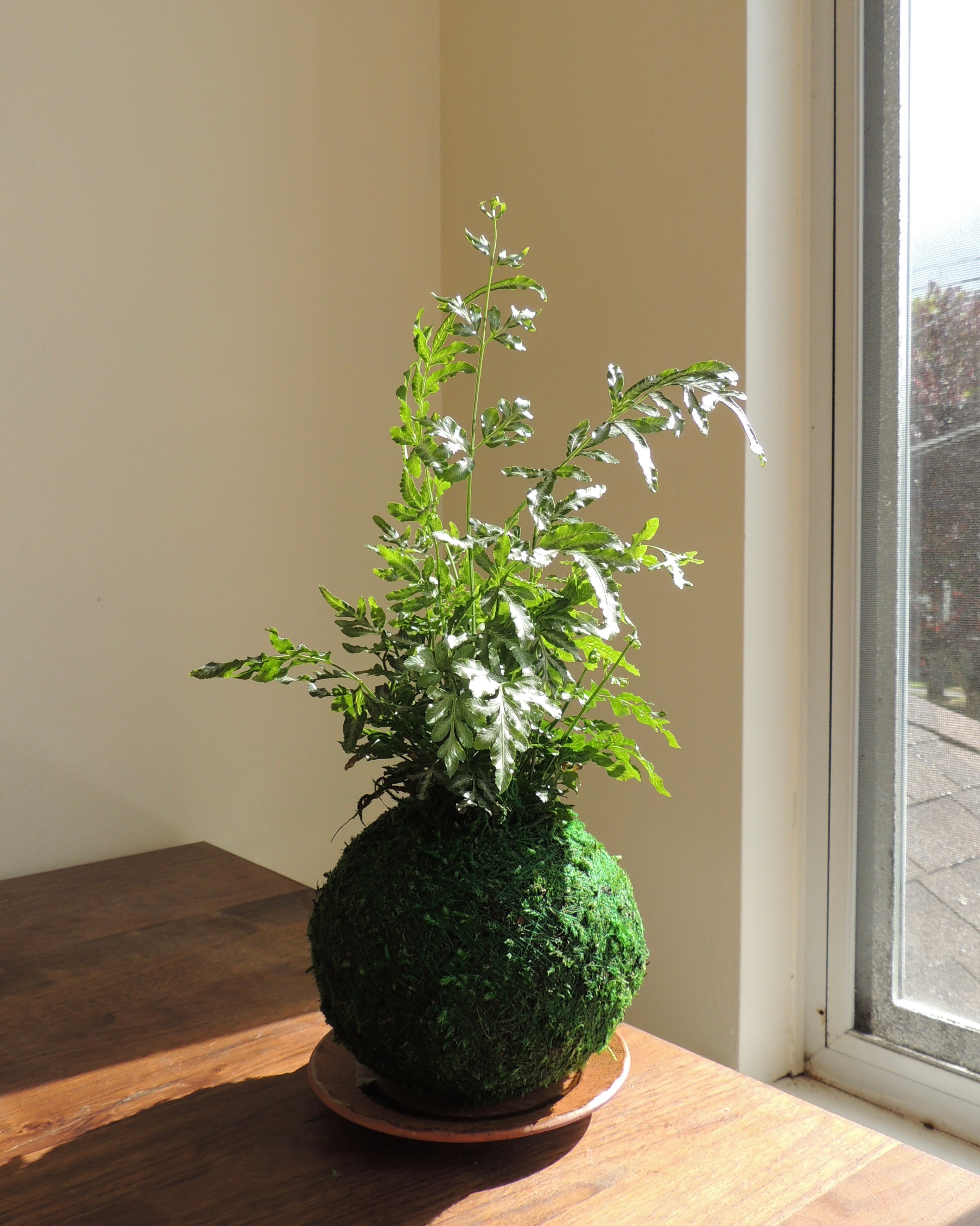 Silver Lace fern Kokedama