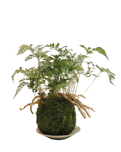Rabbit’s Foot Fern Kokedama