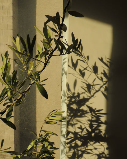 Olive Tree XL