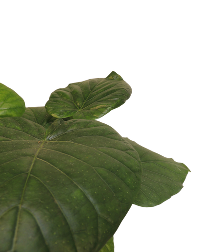Ficus Umbellata Kokedama