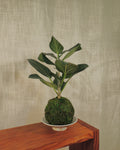 Ficus Audrey Kokedama