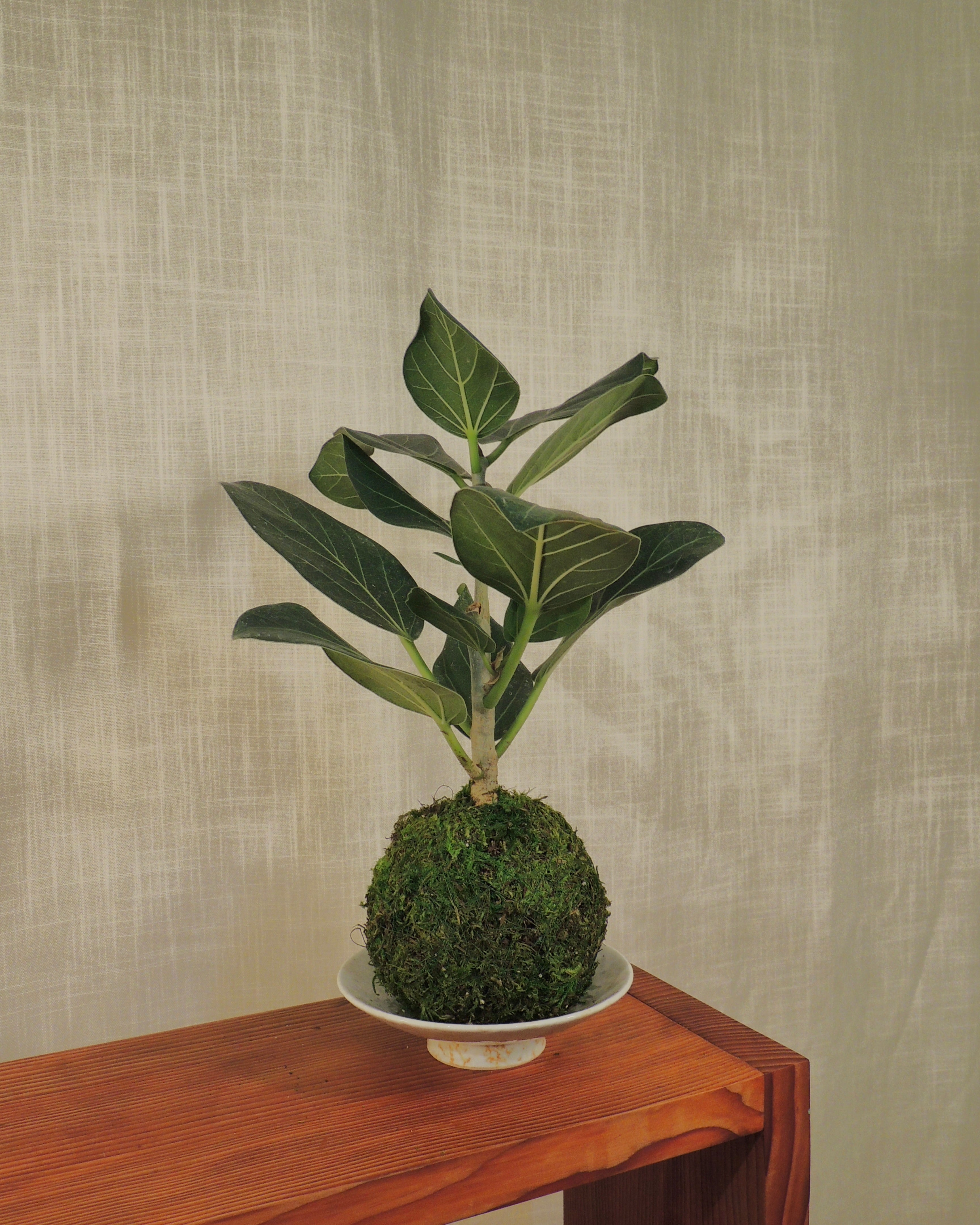 Ficus Audrey Kokedama