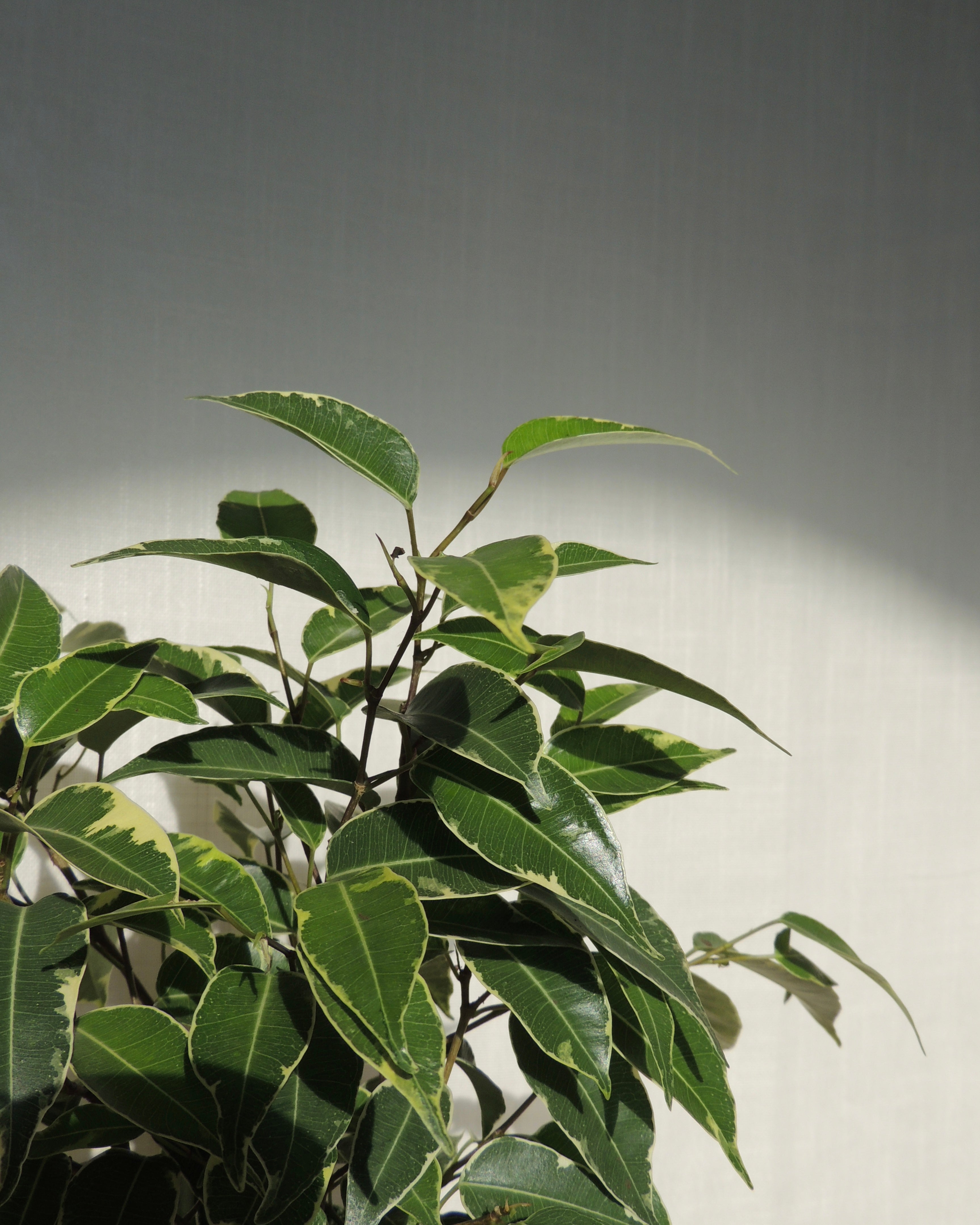 Ficus Benjamina Kokedama