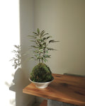 False Aralia Kokedama