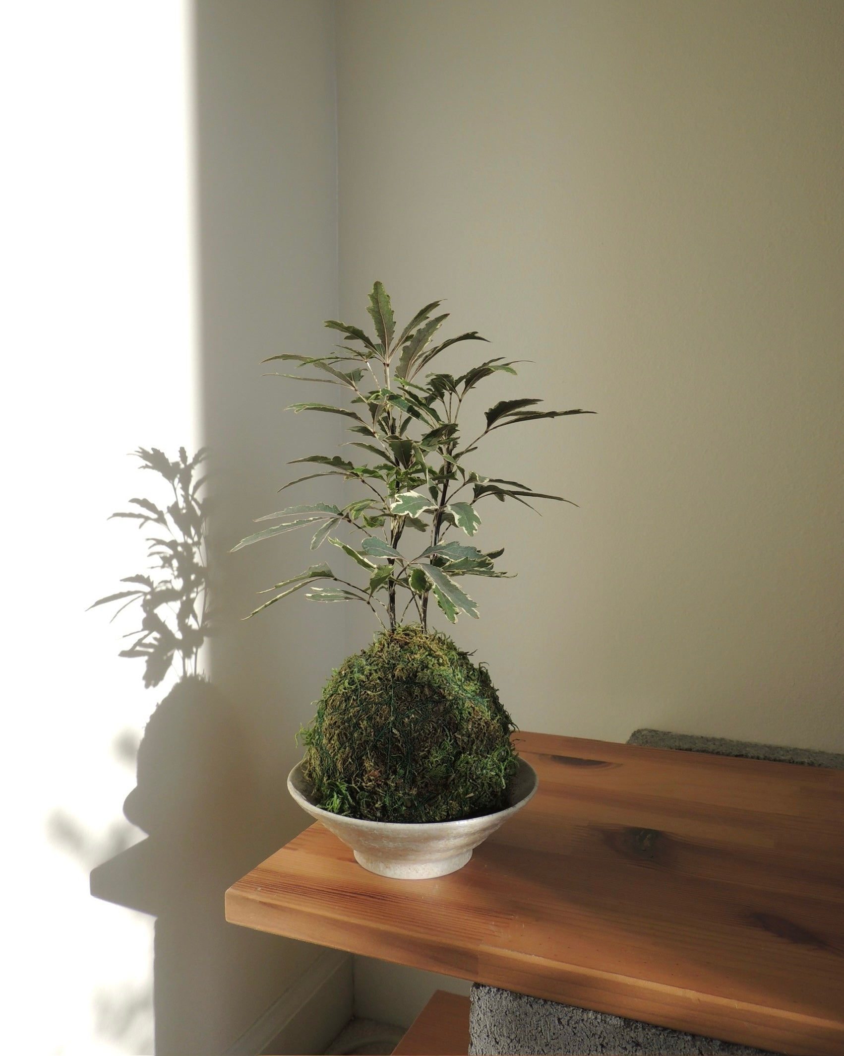 False Aralia Kokedama