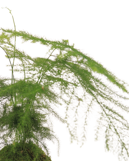 Plumosa Fern Kokedama