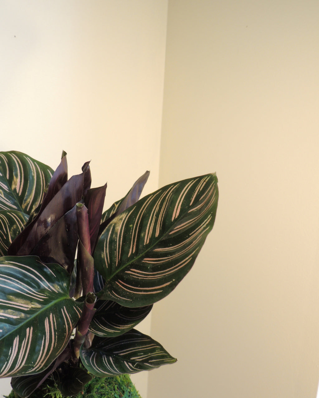 Calathea Ornata Kokedama