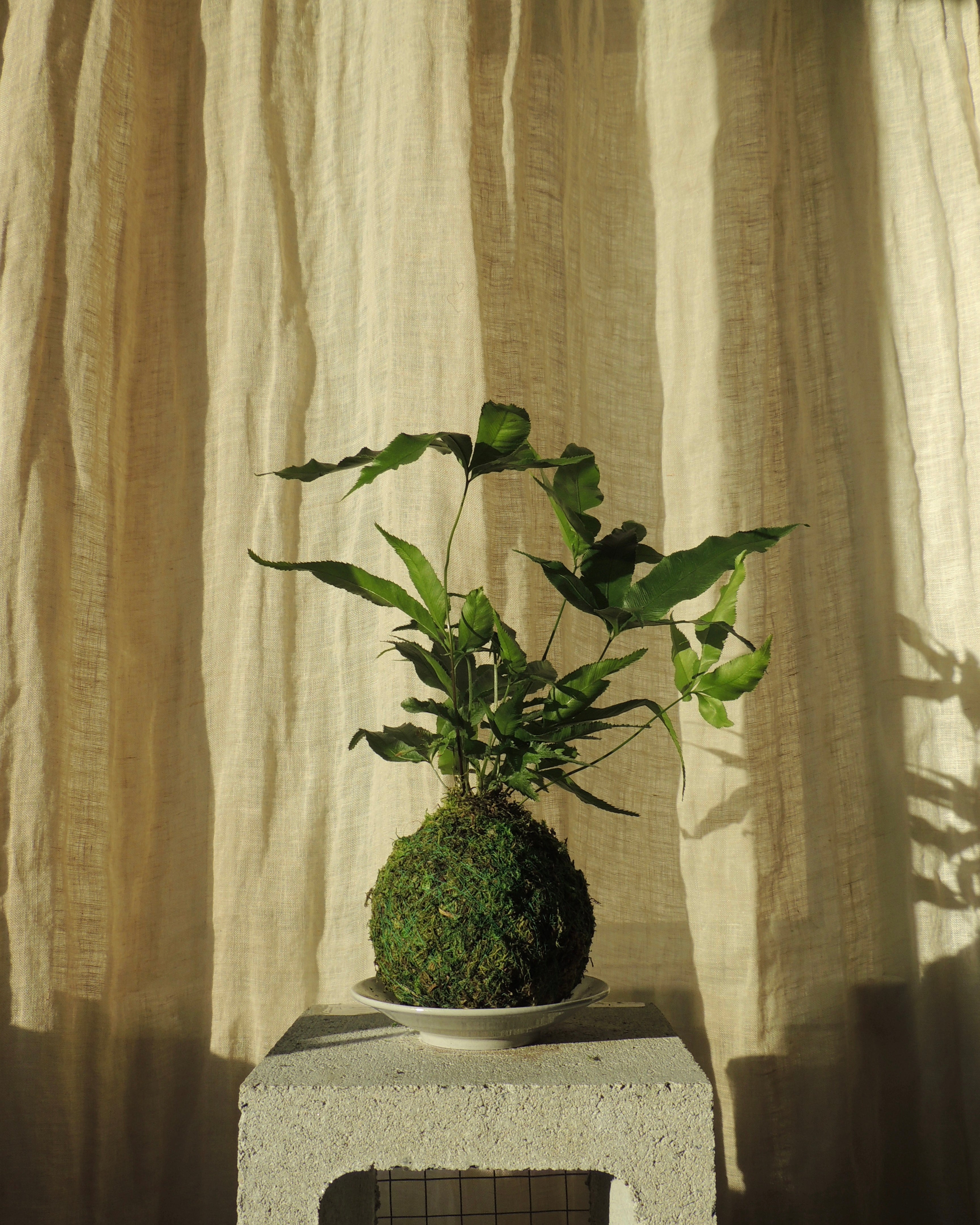 Pteris Fern Kokedama