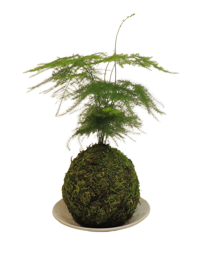 Plumosa Fern Kokedama