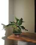 Staghorn Fern Kokedama