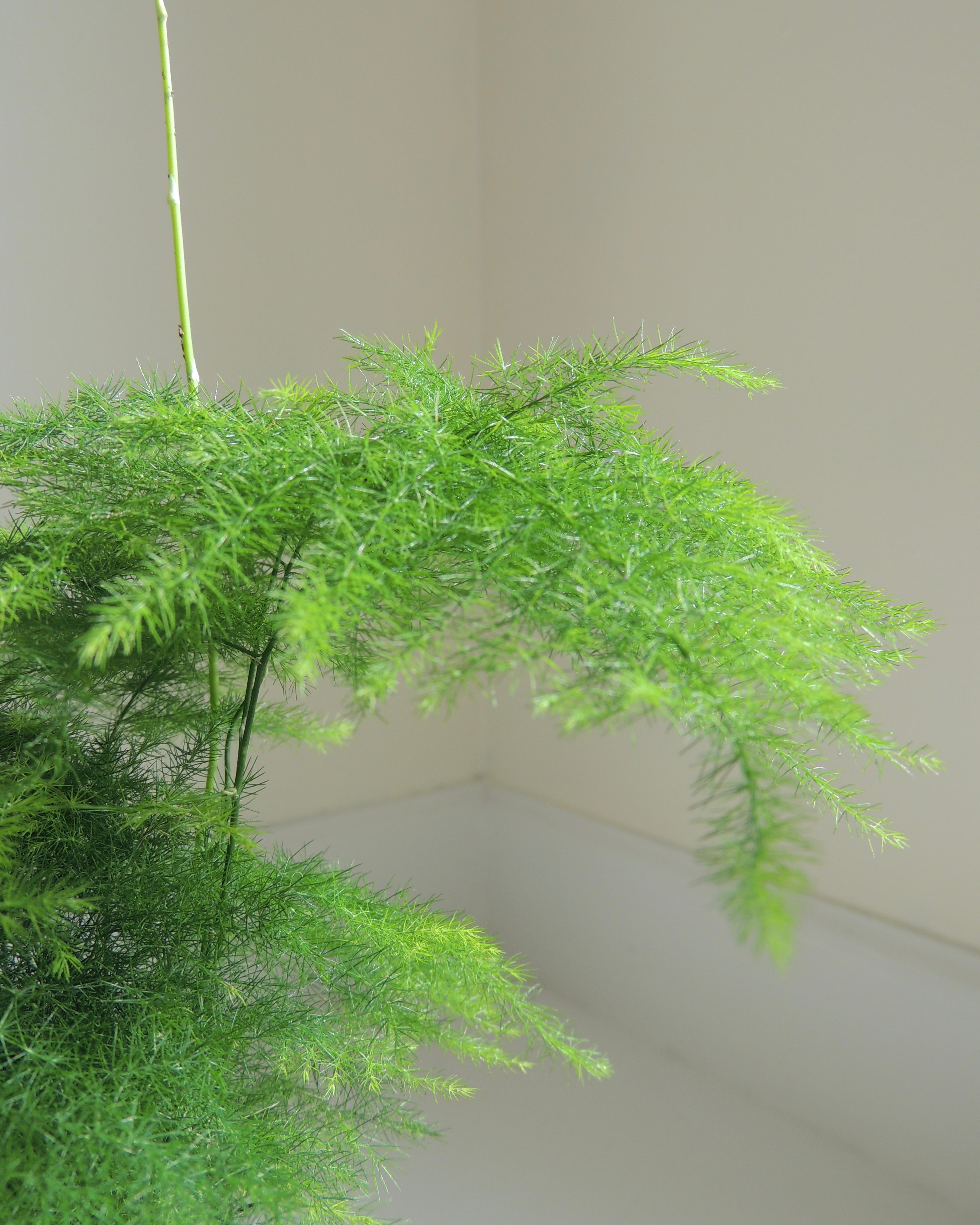 Plumosa Fern Kokedama