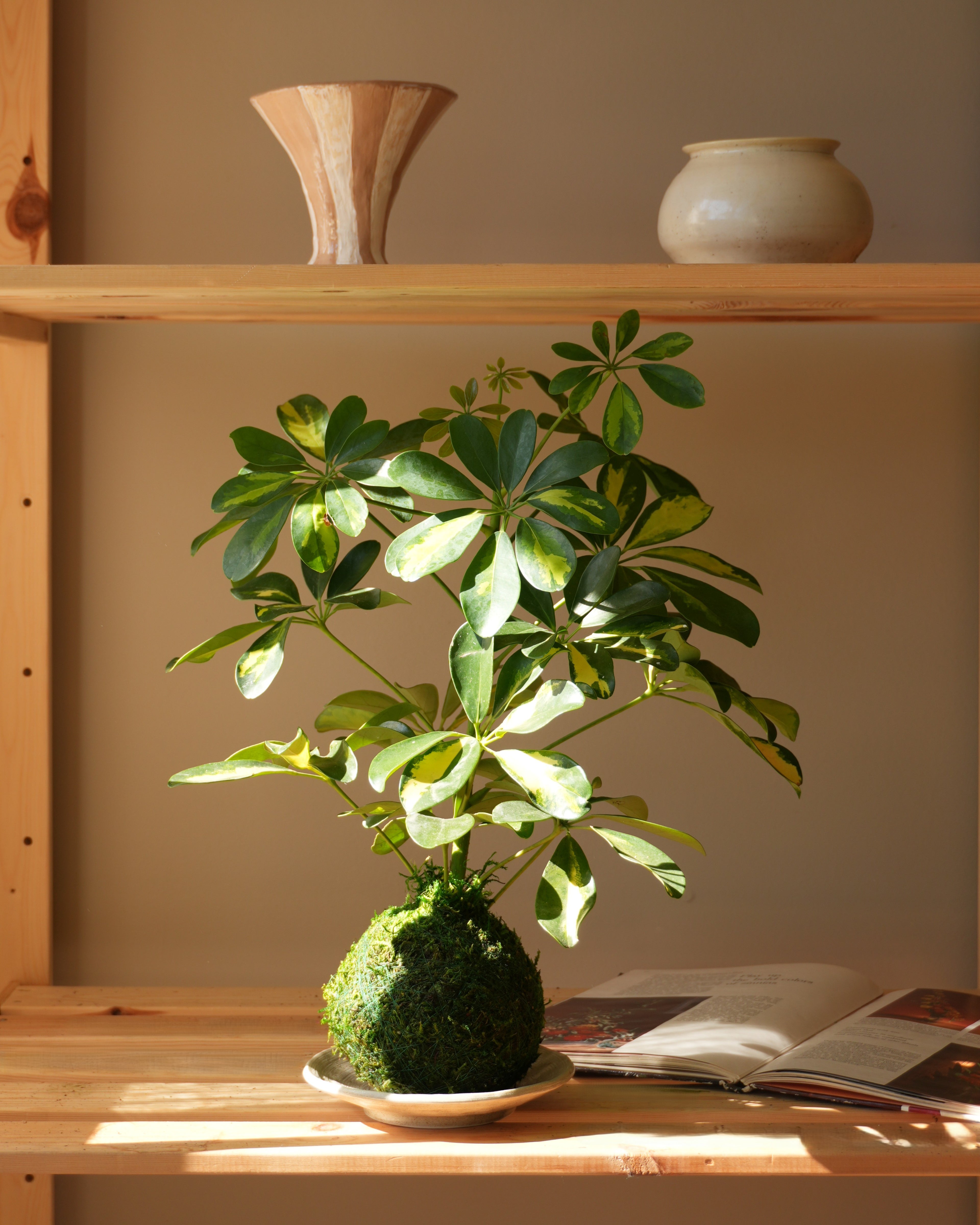 Kokedama Workshop