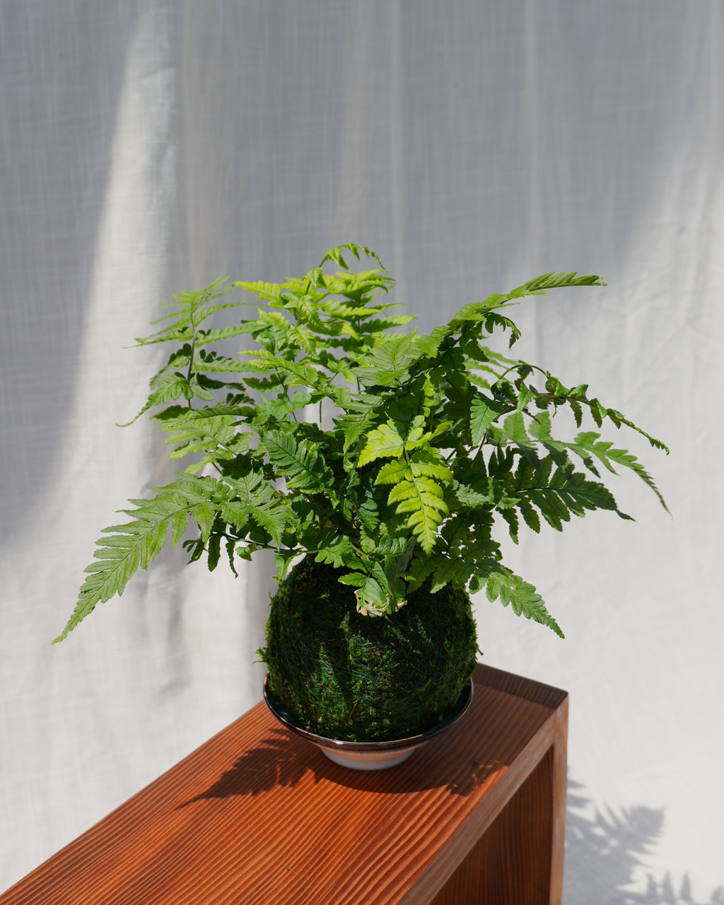Korean Rock Fern Kokedama