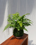 Korean Rock Fern Kokedama