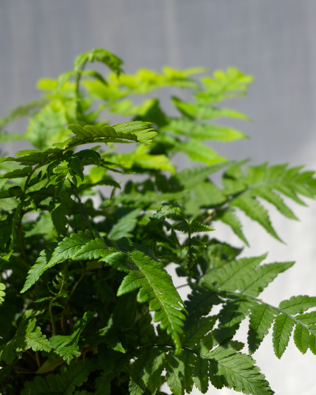 Korean Rock Fern Kokedama