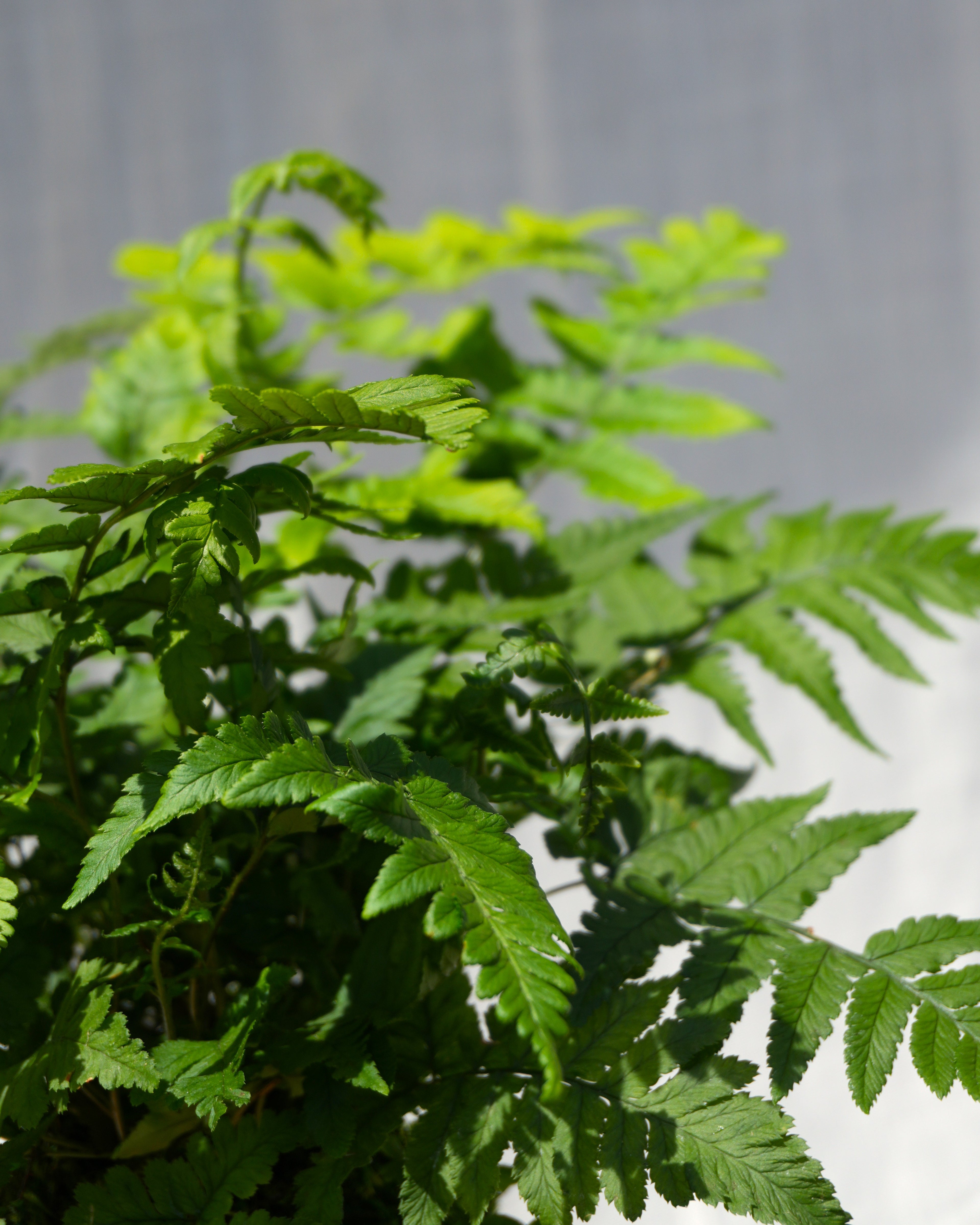 Korean Rock Fern Kokedama