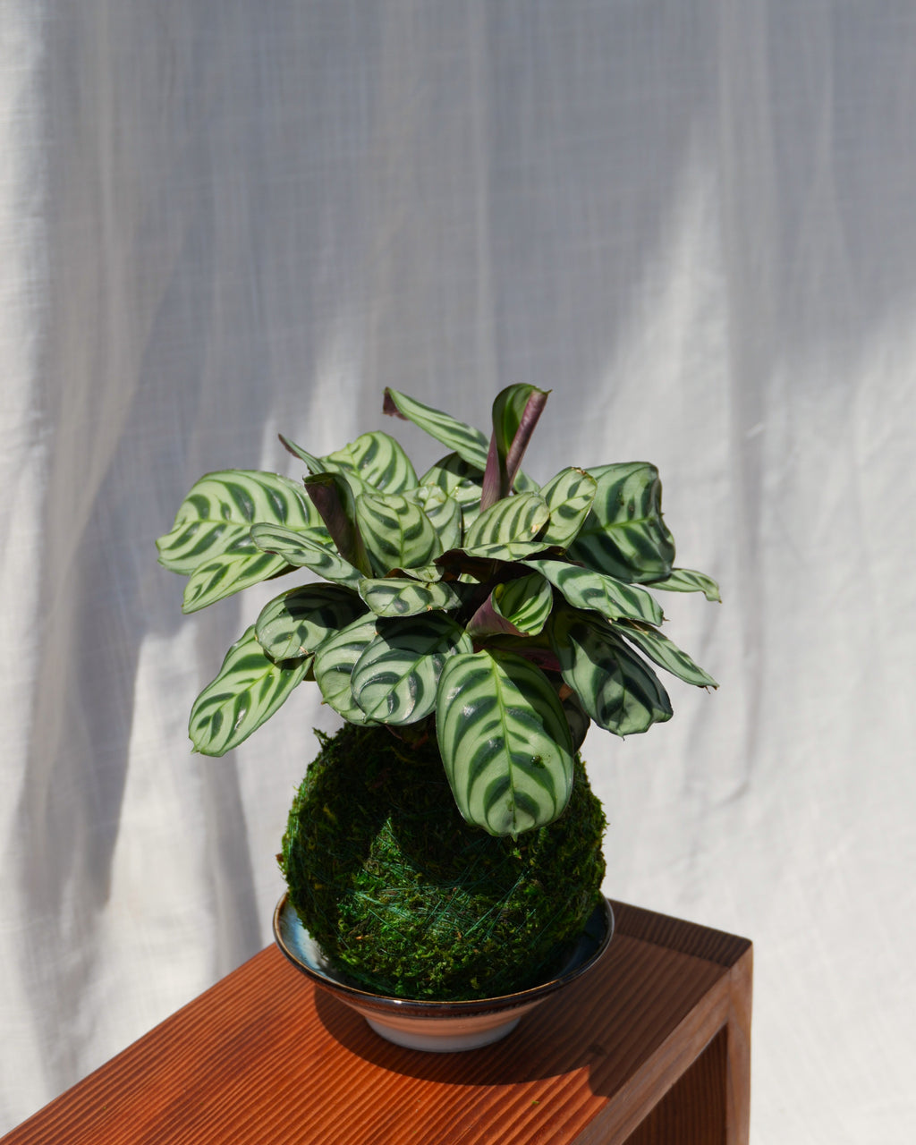 Maranta Amagris Kokedama