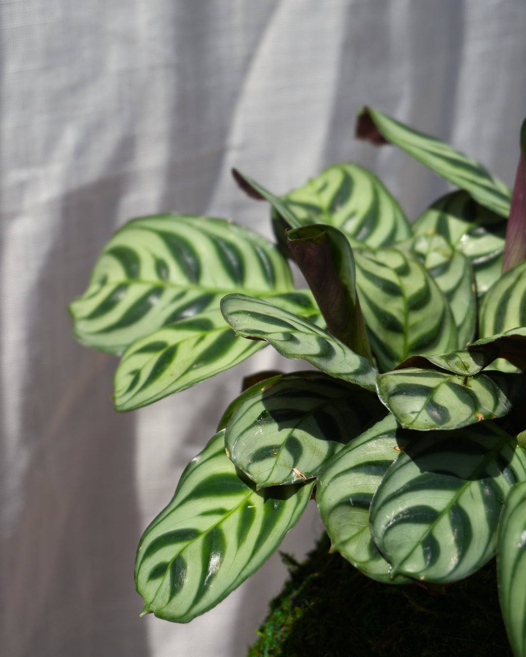 Maranta Amagris Kokedama