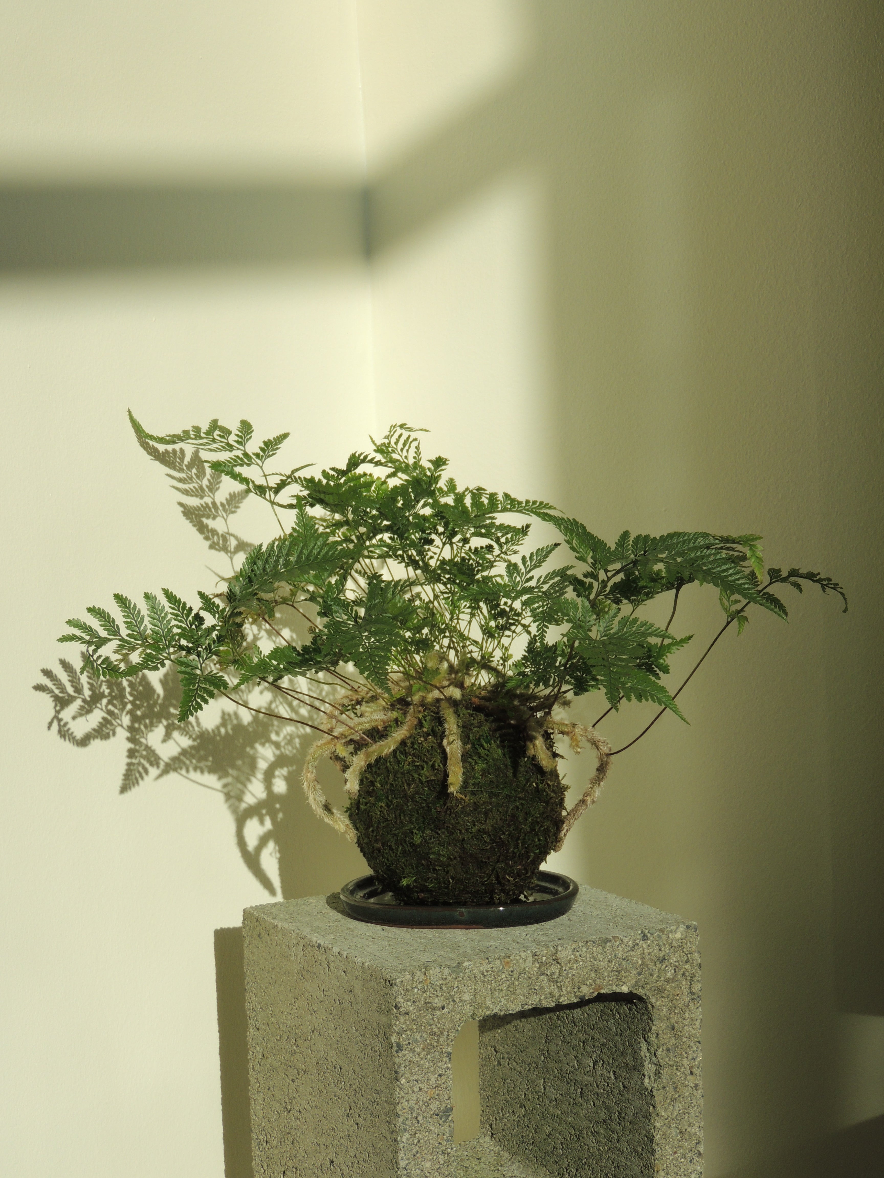 Davallia fejeensis Fern Kokedama