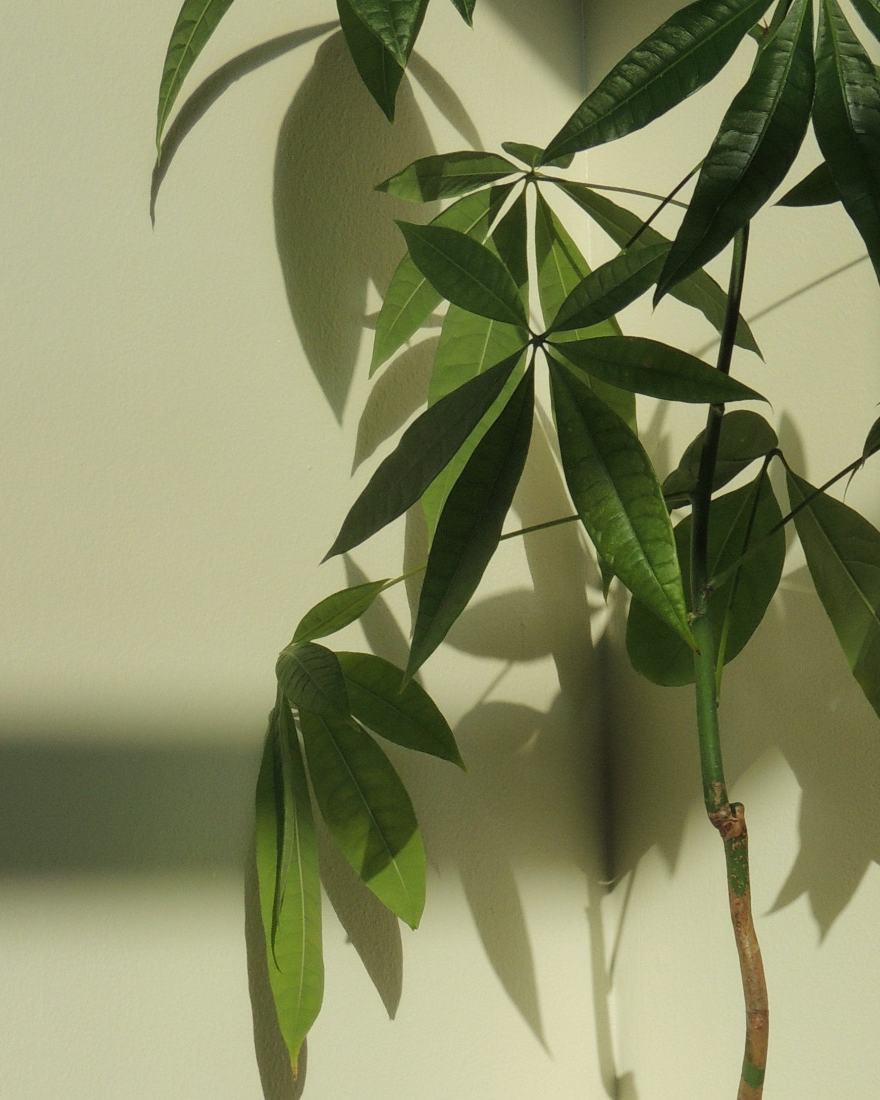 Pachira Aquatica Kokedama
