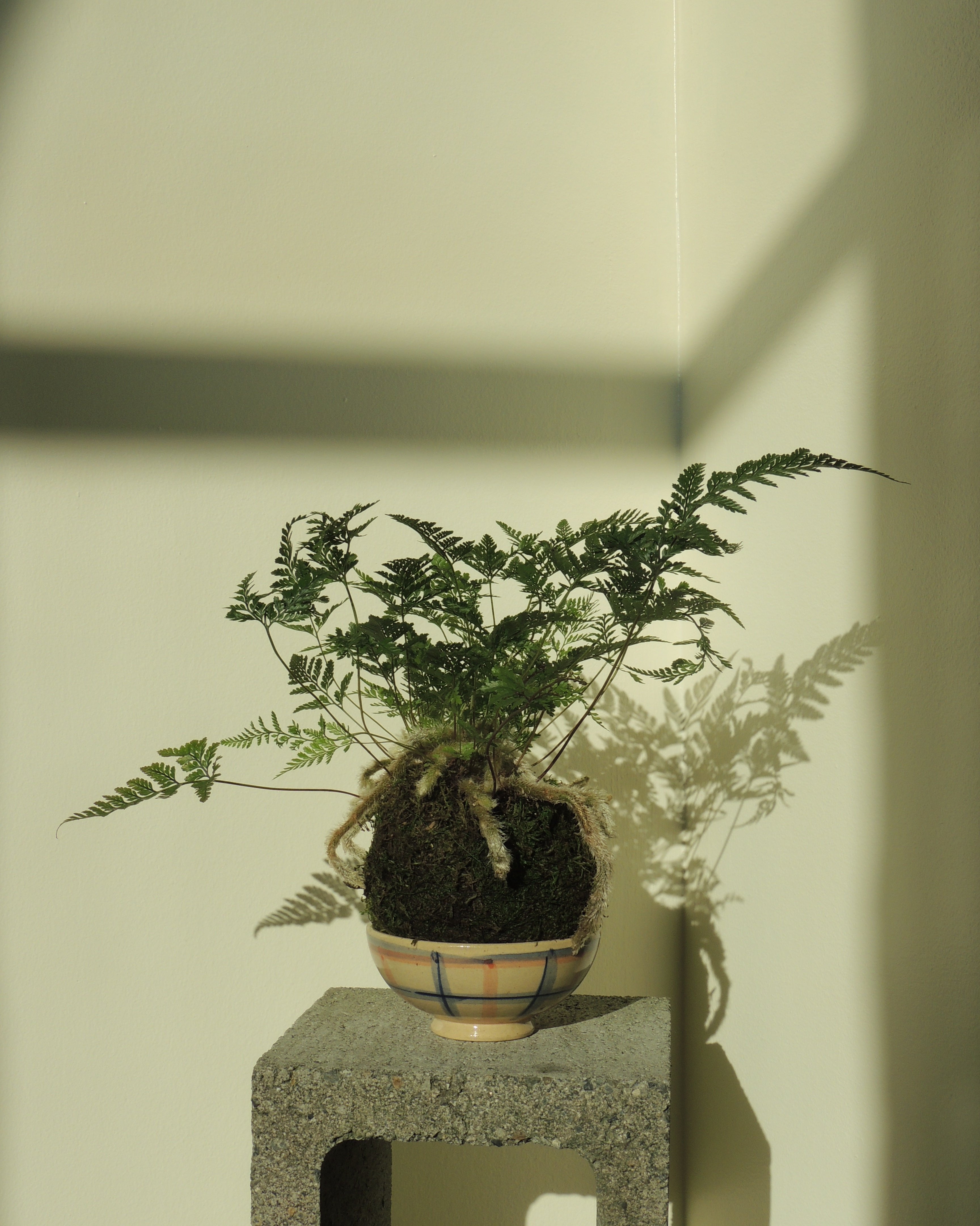 Davallia fejeensis Fern Kokedama