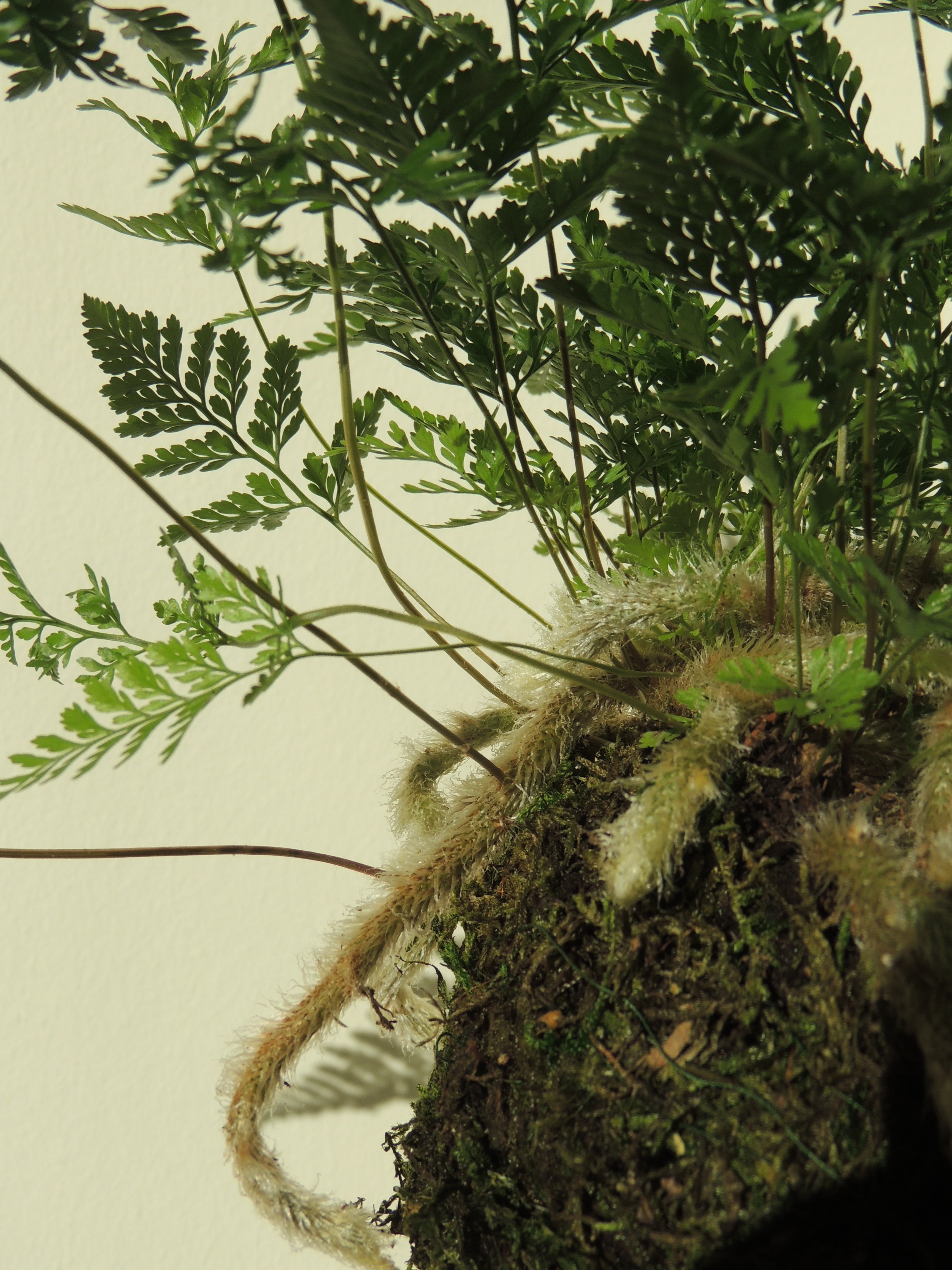Davallia fejeensis Fern Kokedama