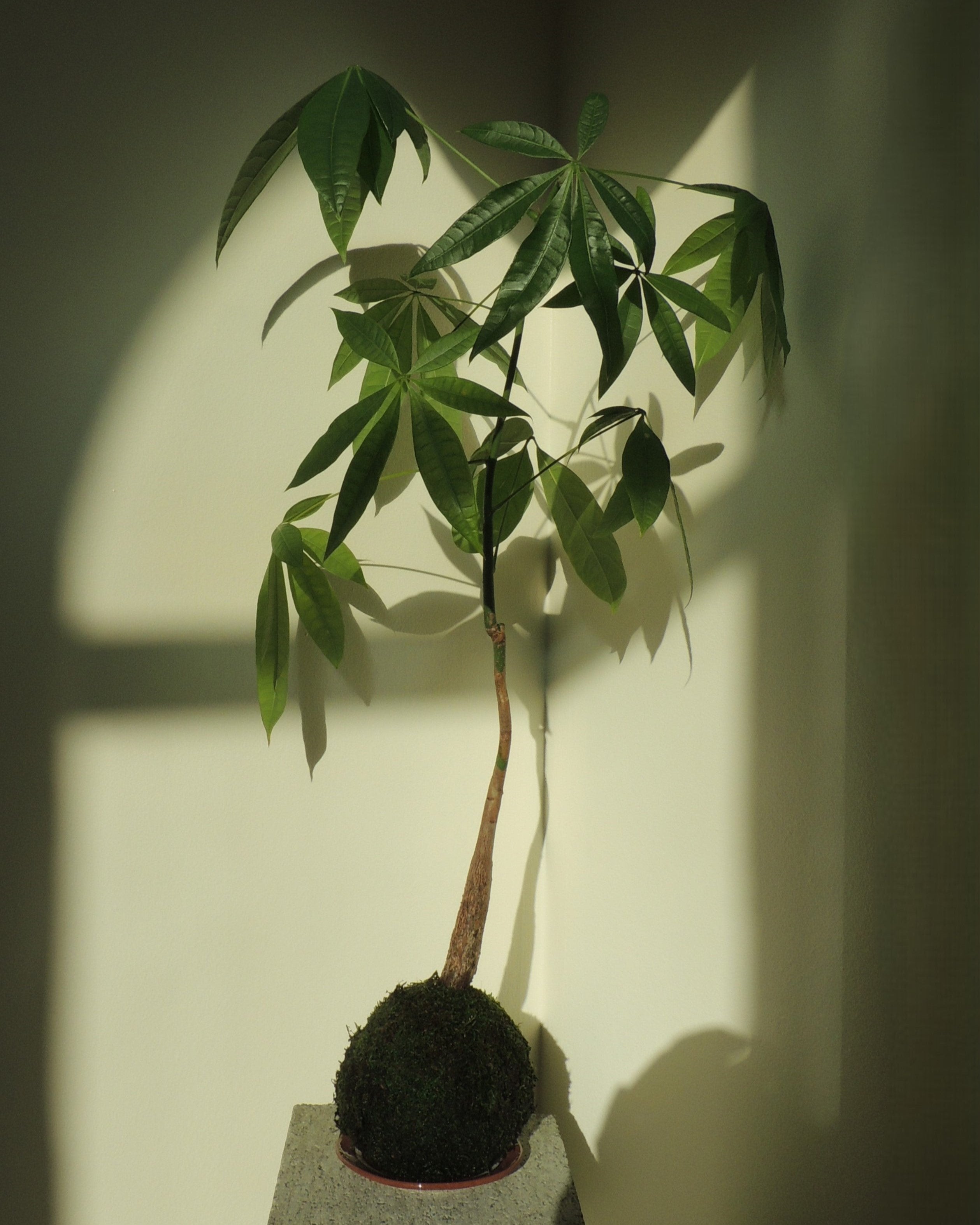 Pachira Aquatica Kokedama