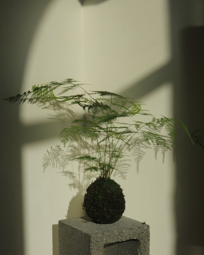 Plumosa Kokedama