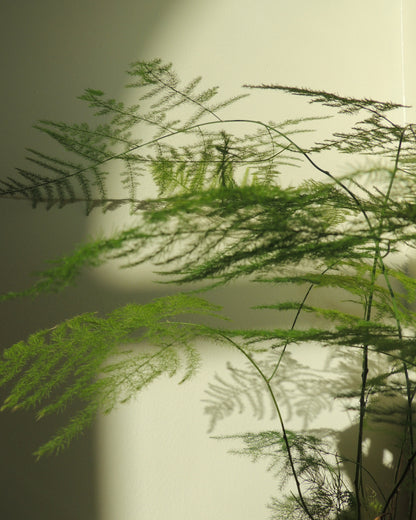 Plumosa Kokedama