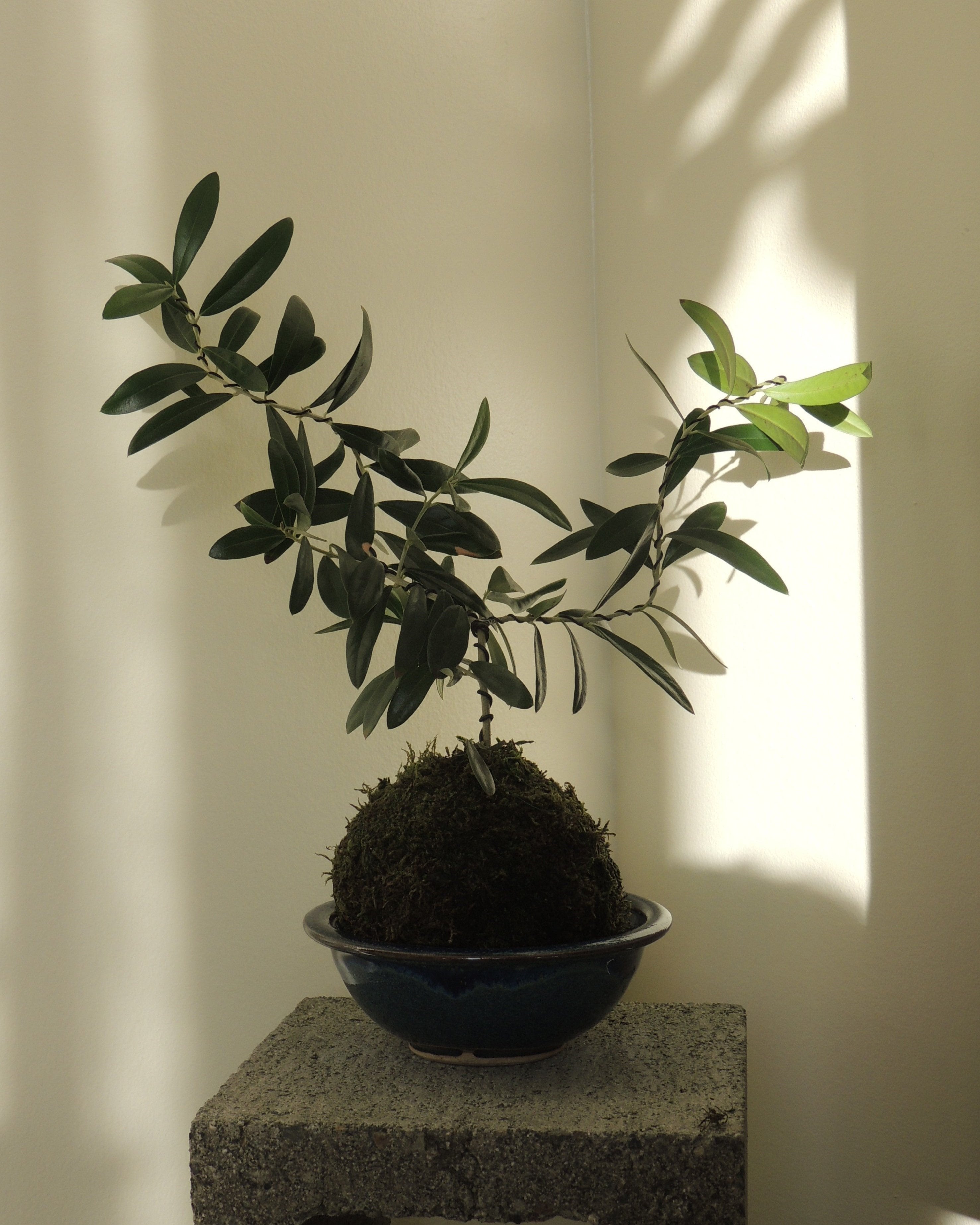 Olive Tree Kokedama