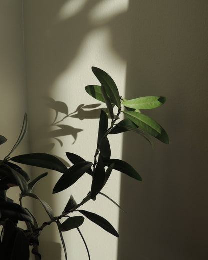 Olive Tree Kokedama