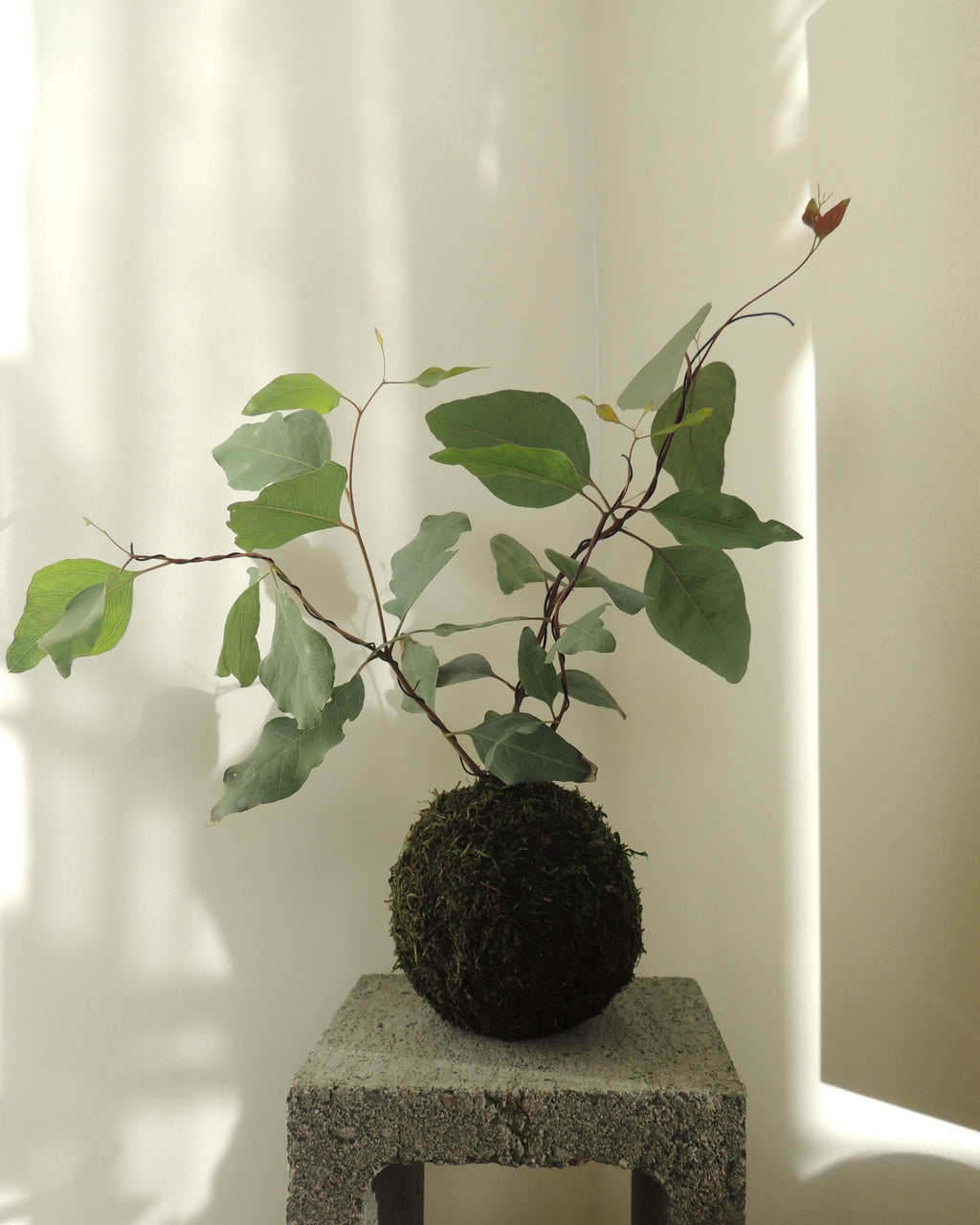 Eucalyptus Kokedama