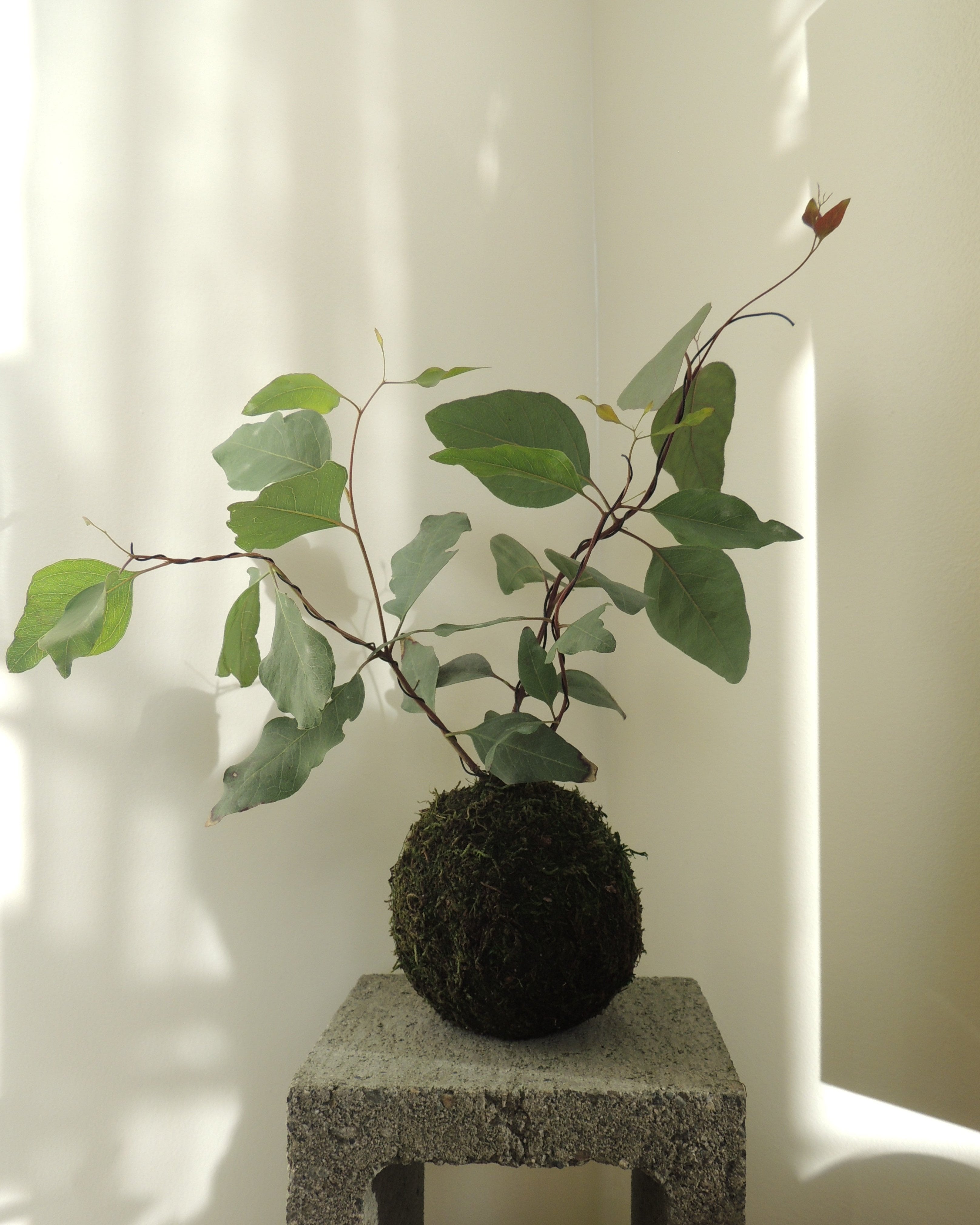 Eucalyptus Kokedama