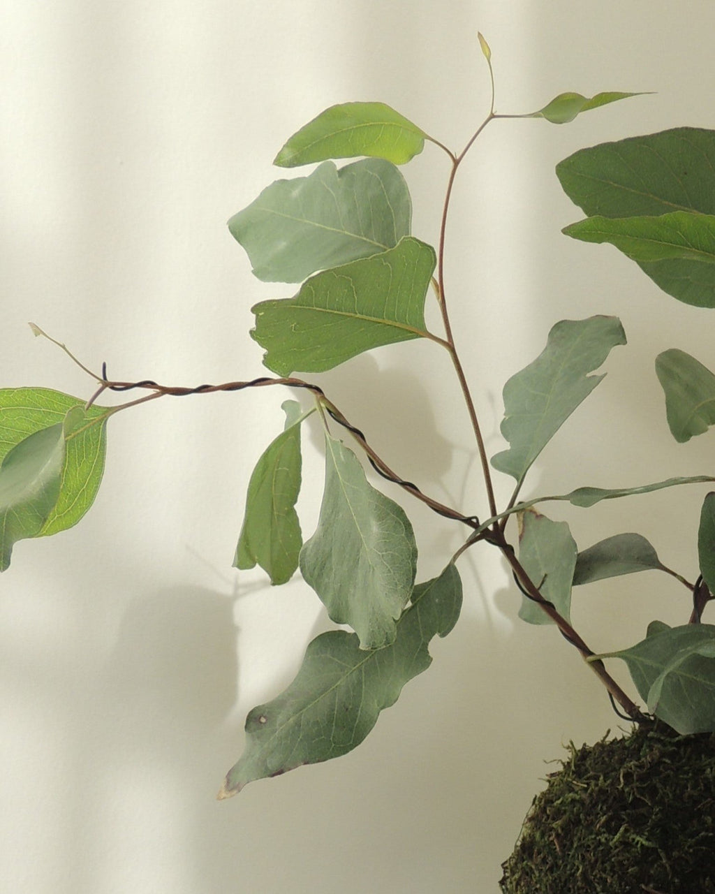 Eucalyptus Kokedama