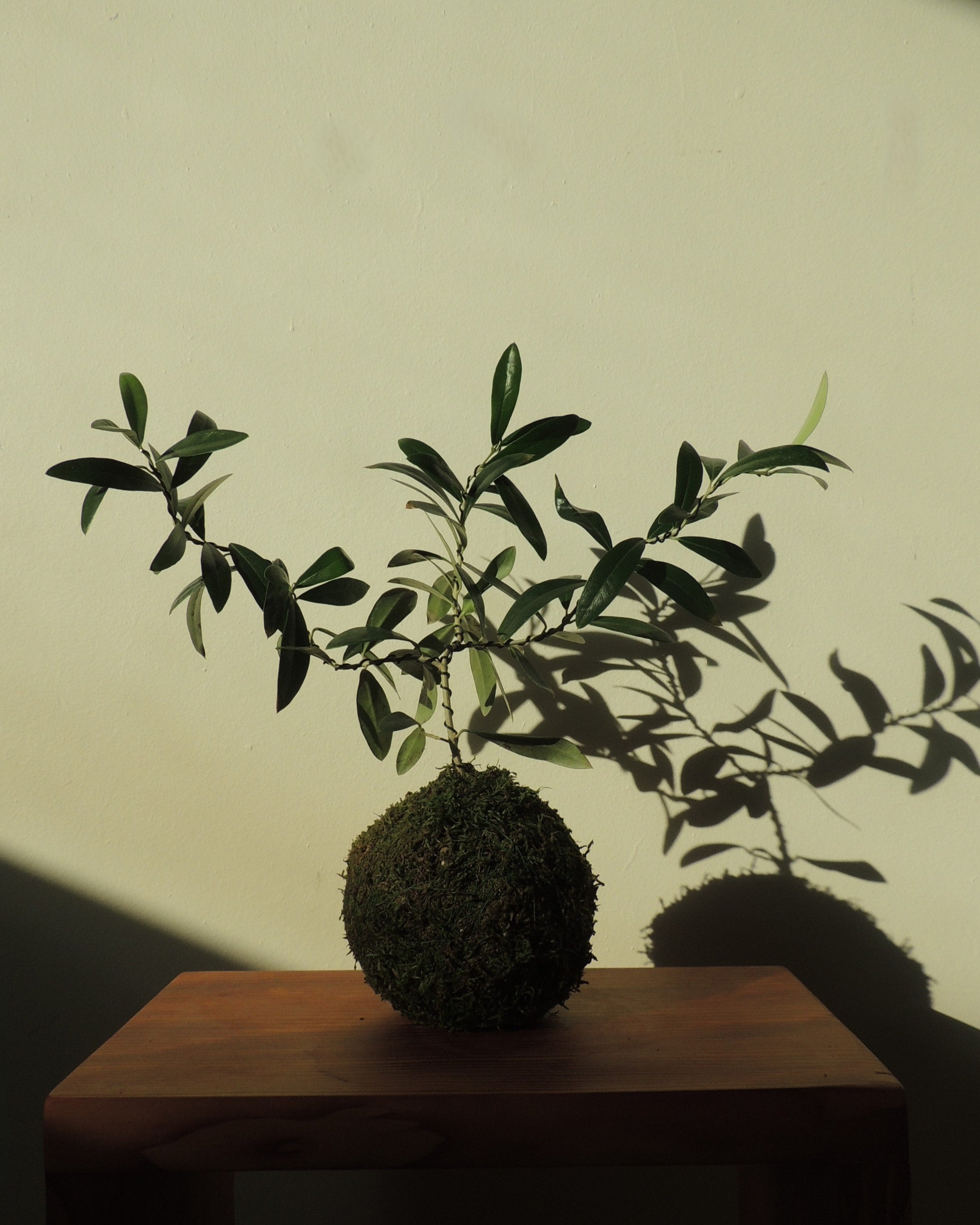 Olive Tree Kokedama
